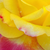 Yellow - pink - Hybrid Tea - Horticolor